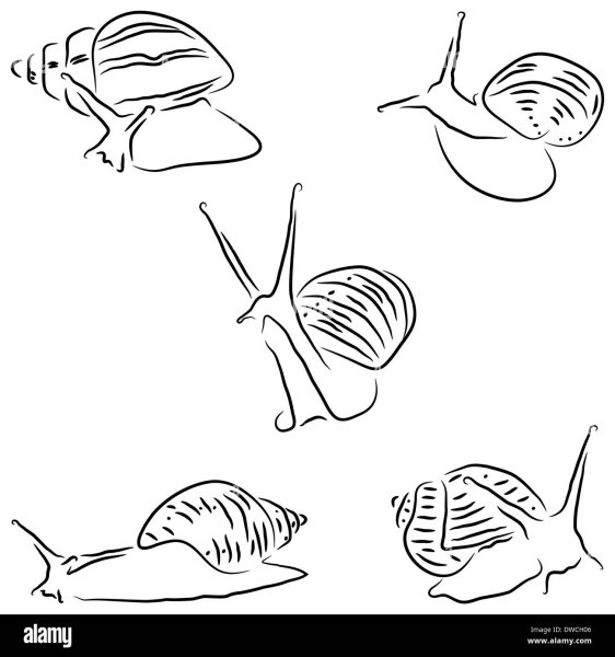 Рисовать улитку ахатину