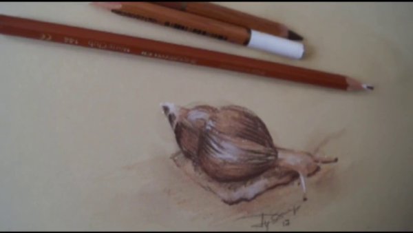 Ахатина рисунок карандашом