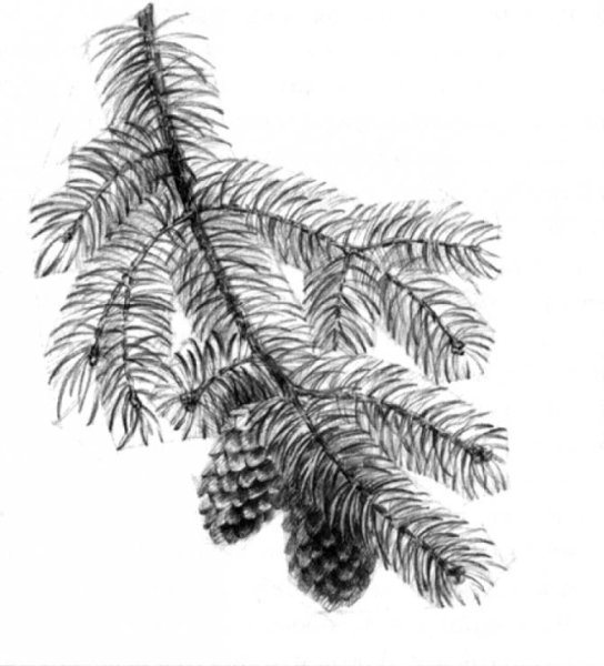 Ветка сосны карандашом