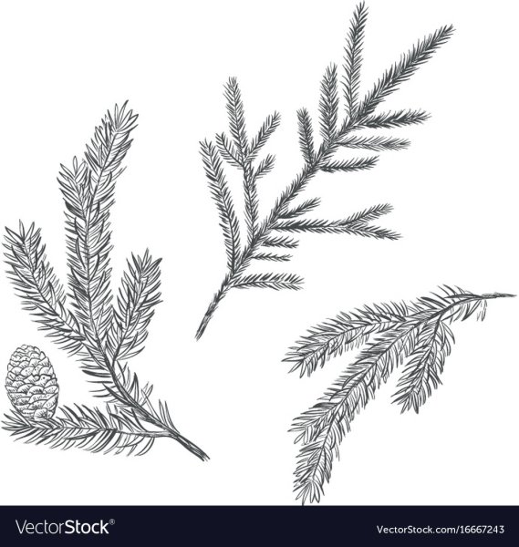 Ветка Еловая