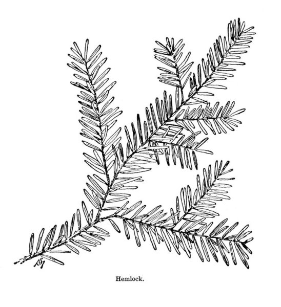 Веточка елки для рисования