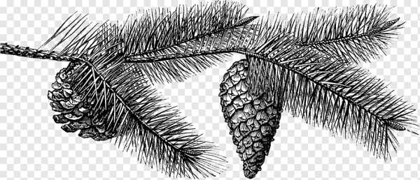 Ветка сосны карандашом