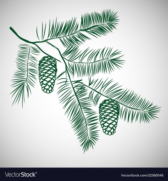 Стилизованная Сосновая ветка