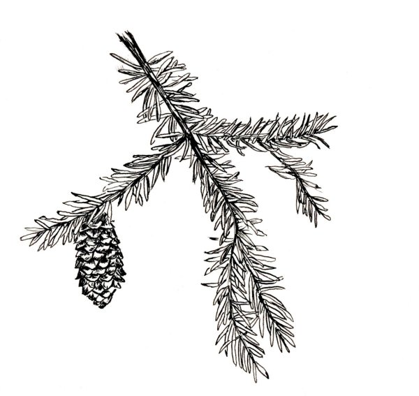 Рисование еловой ветки