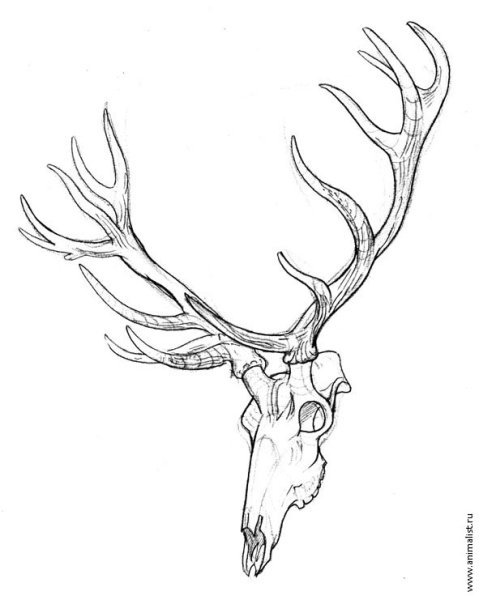 Рога оленя для срисовки