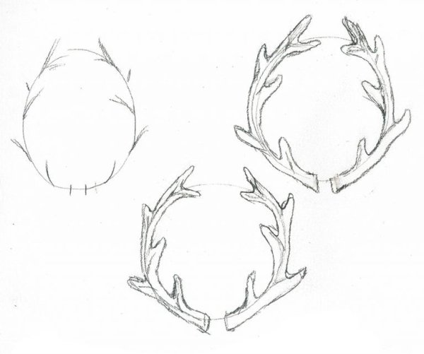 Оленьи рога скетч