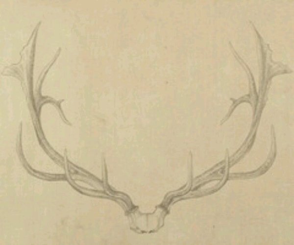 Туториалы оленьих Рогов