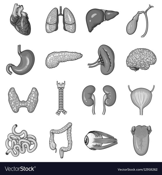 Стилизованные органы человека
