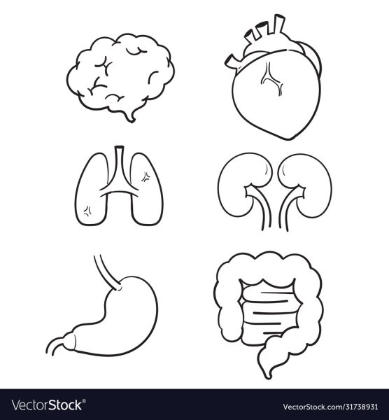 Раскраска внутренние органы человека для детей