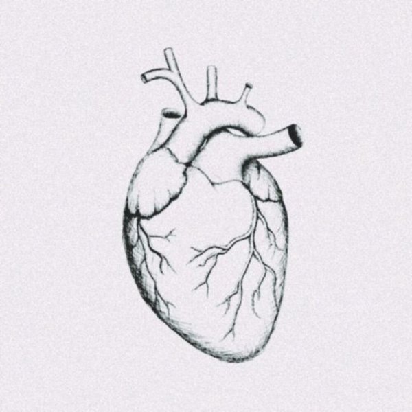 Сердце человека карандашом для срисовки