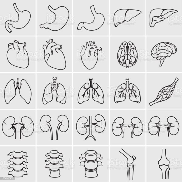 Трафарет внутренних органов