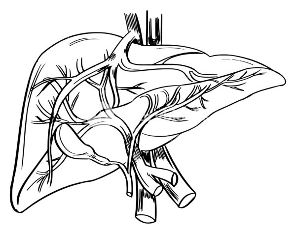 Анатомическая раскраска