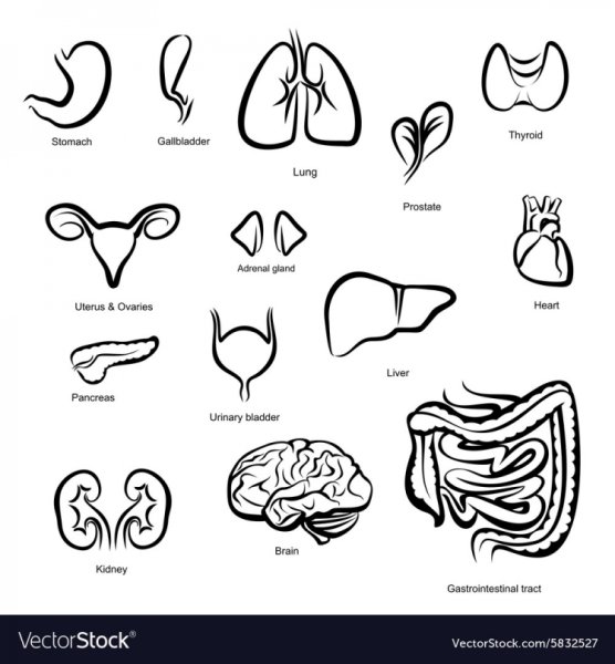 Контур человека с внутренними органами