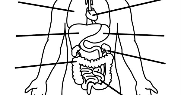 Контур человека с внутренними органами