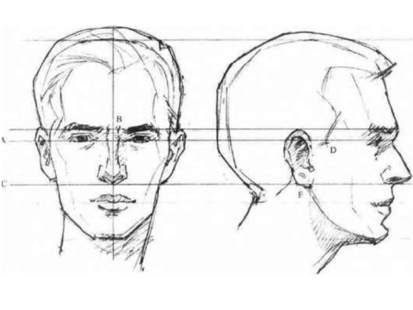 Пропорции лица человека анфас профиль