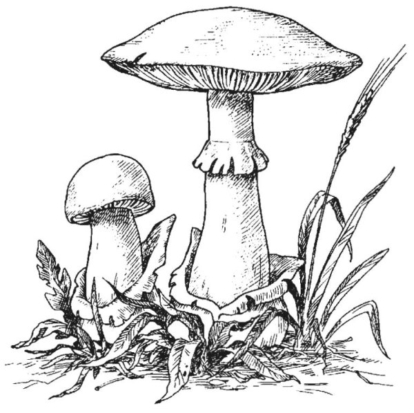 Бледная поганка гриб рисунок