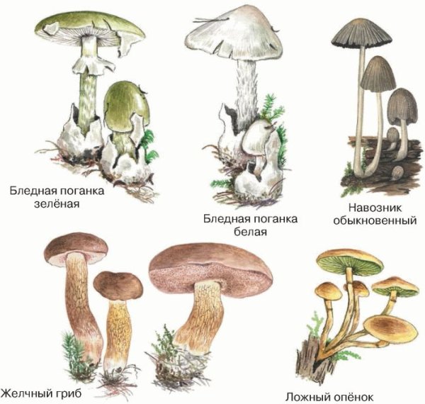 Гриб зонтик ядовитый поганка