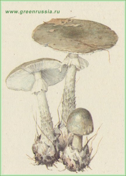 Бледная поганка гриб раскрасить