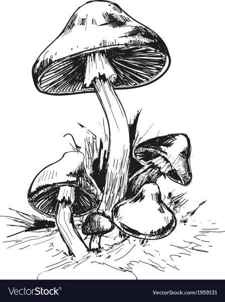 Бледная поганка гриб