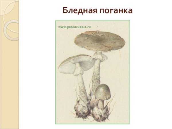 Раскраска бледная поганка гриб