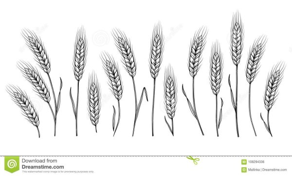 Раскраска колосок пшеницы для детей
