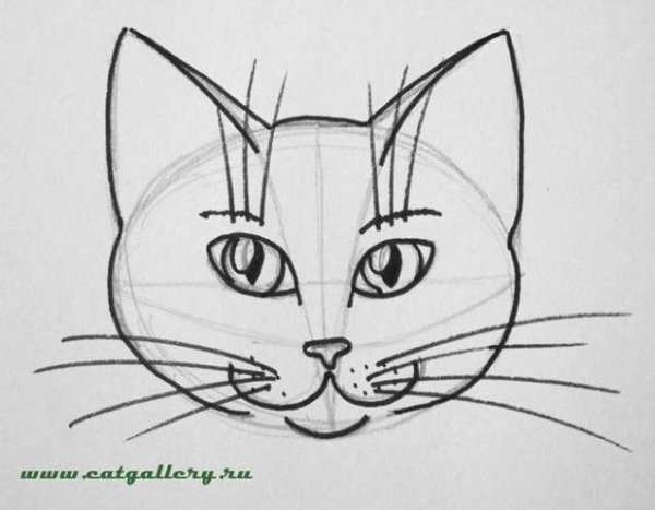 Морда кошки карандашом