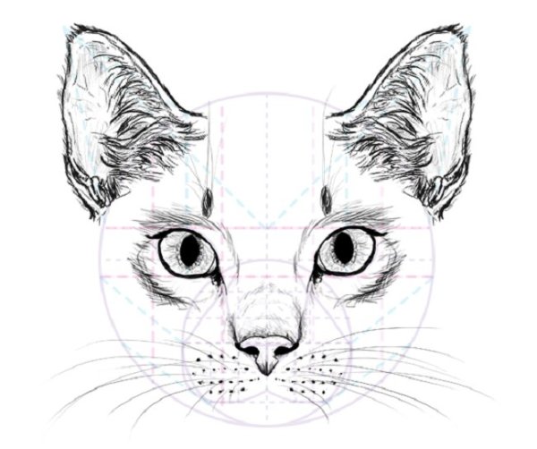Морда кошки для рисования