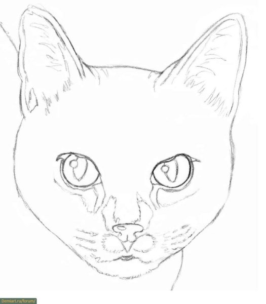 Кошка рисунок карандашом
