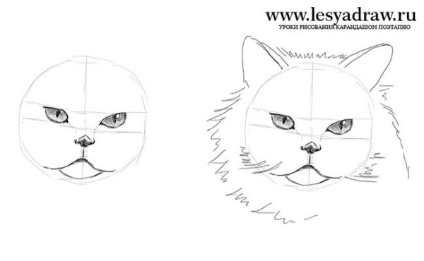 Поэтапное рисование мордочки котика