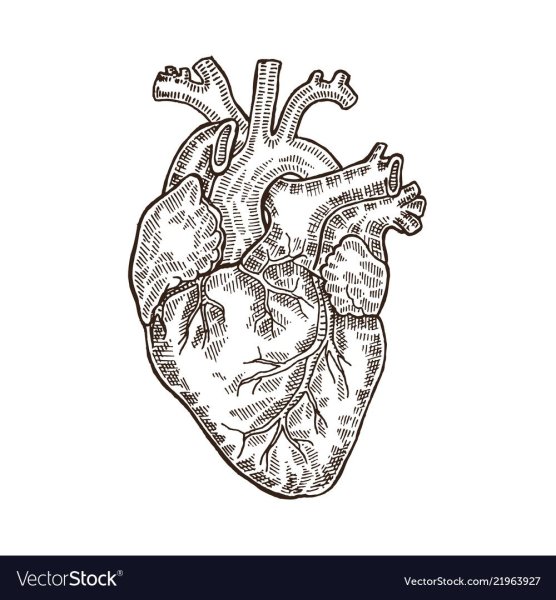 Сердце Анатомическое вектор