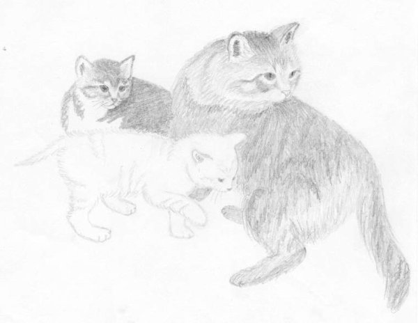 Кошка с котятами карандашом
