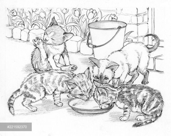 Кот рисунок тушью