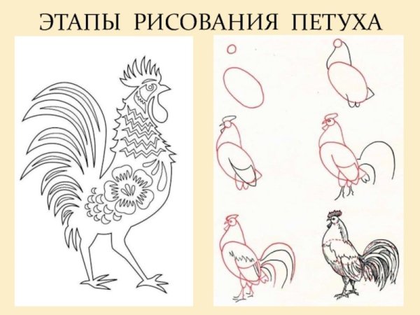 Петух раскраска для детей