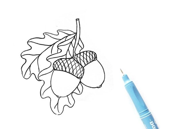 Желудь карандашом