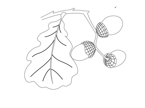 Поэтапное рисование Желудя