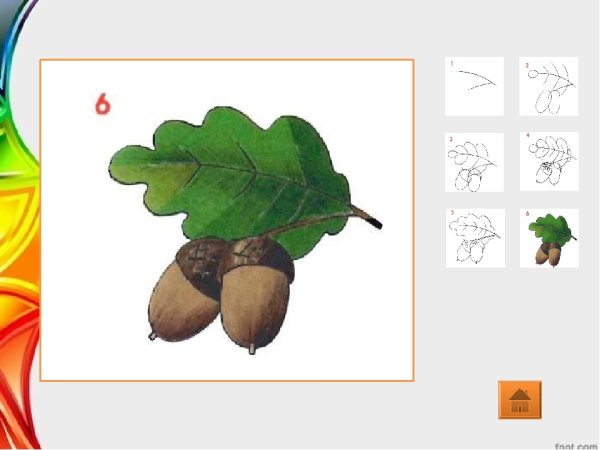 Желудь для срисовки