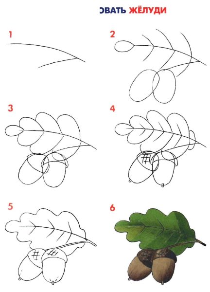 Рисование старшая группа Желудь