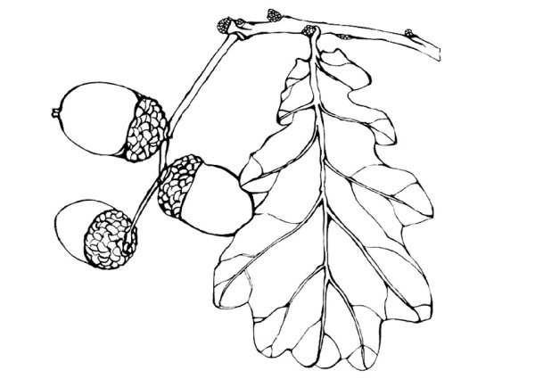 Желудь раскраска