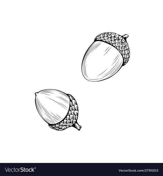 Желудь раскраска для детей