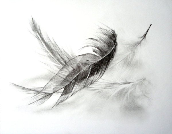 Перо Графика