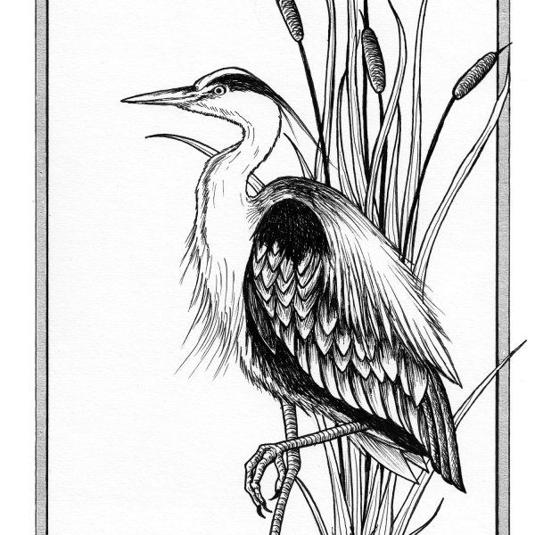 Цапля рисунок