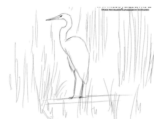 Аист черно белый рисунок