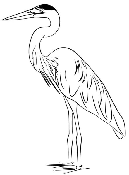 Скороговорка цапля чахла цапля