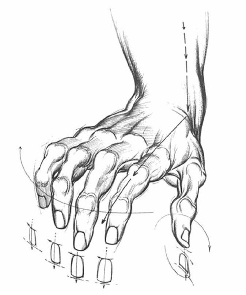 Рисунок карандашом кисть руки