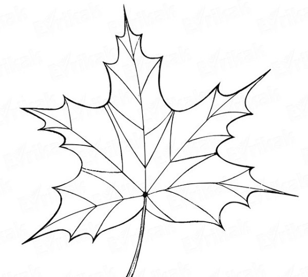 Раскраска лист винограда для детей