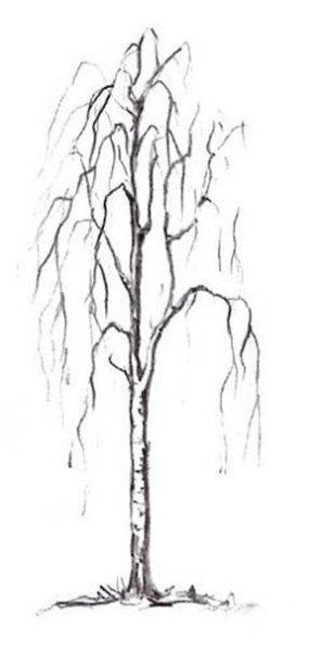 Береза раскраска