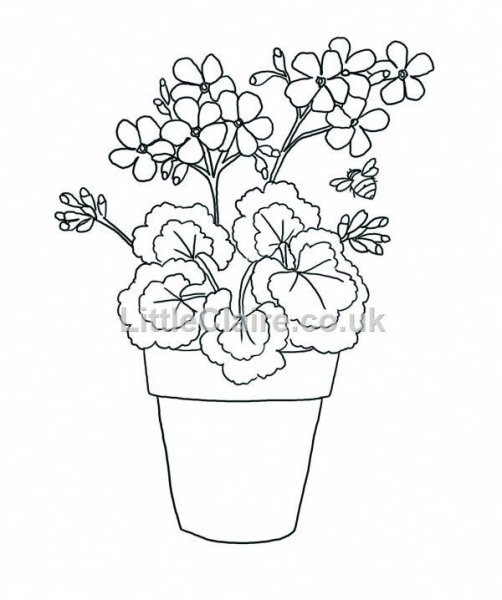 Герань бегония фиалка