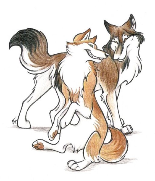 WILDSPIRITWOLF лисы