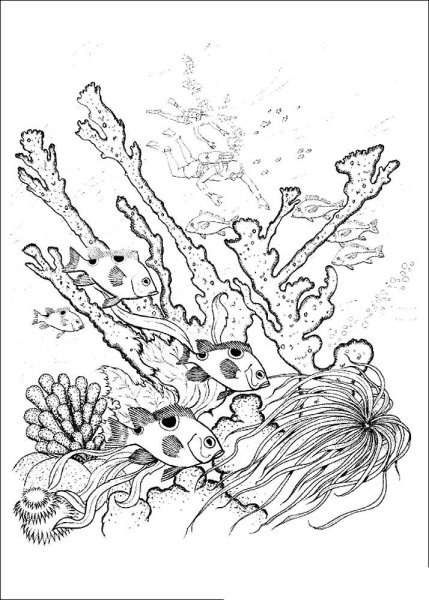 Морское дно раскраска