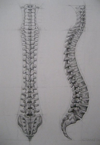 Позвоночный столб человека вид сбоку